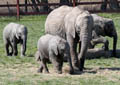 Howletts Wild Animal Park 2012