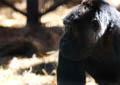 Howletts Wild Animal Park 2012